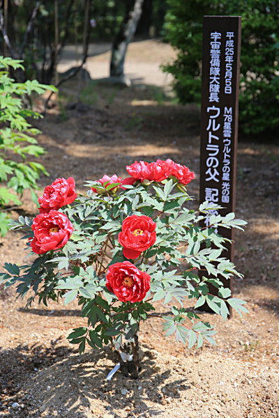 「須賀川市×M78星雲 光の国」姉妹都市提携記念に植樹された牡丹